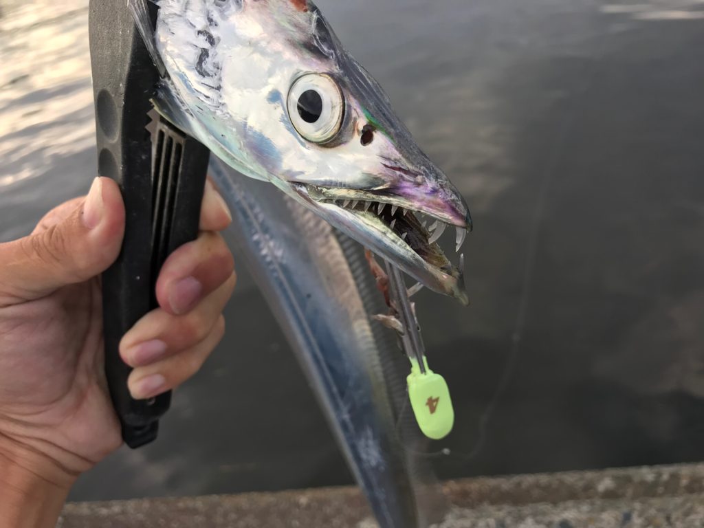 太刀魚ゲッターがマジ釣れる タチウオのテンヤ釣りの釣れっぷりがハンパない 六畳一間の狼ブログ